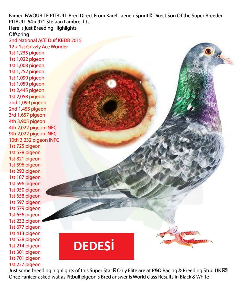 Predrag Konic Part 2