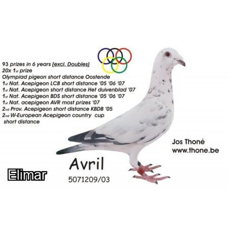 Predrag Konic Part 2