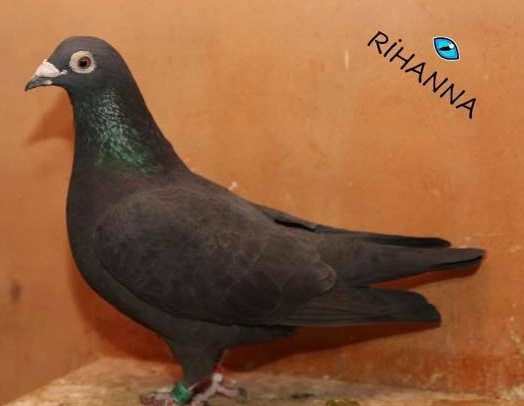 Predrag Konic Part 2