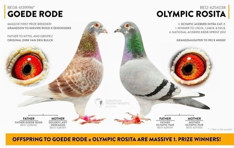 Predrag Konic Part 2