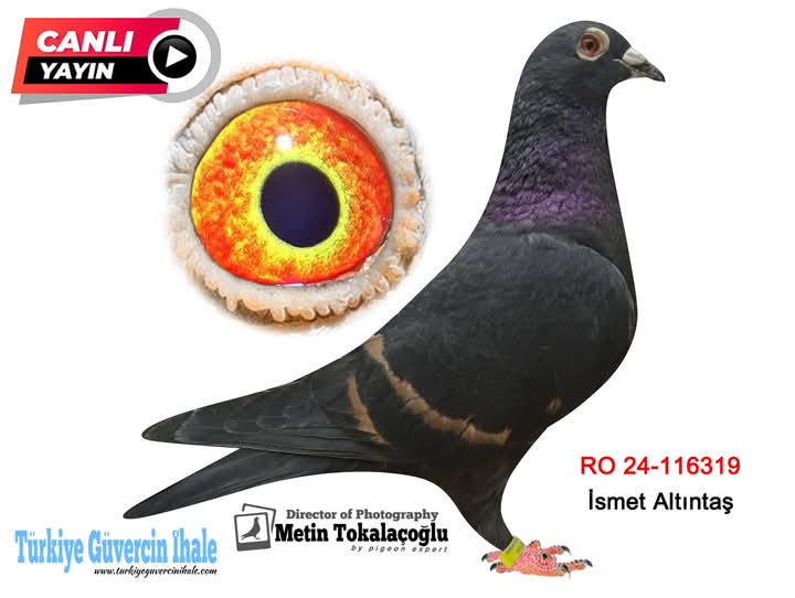 Predrag Konic Part 2