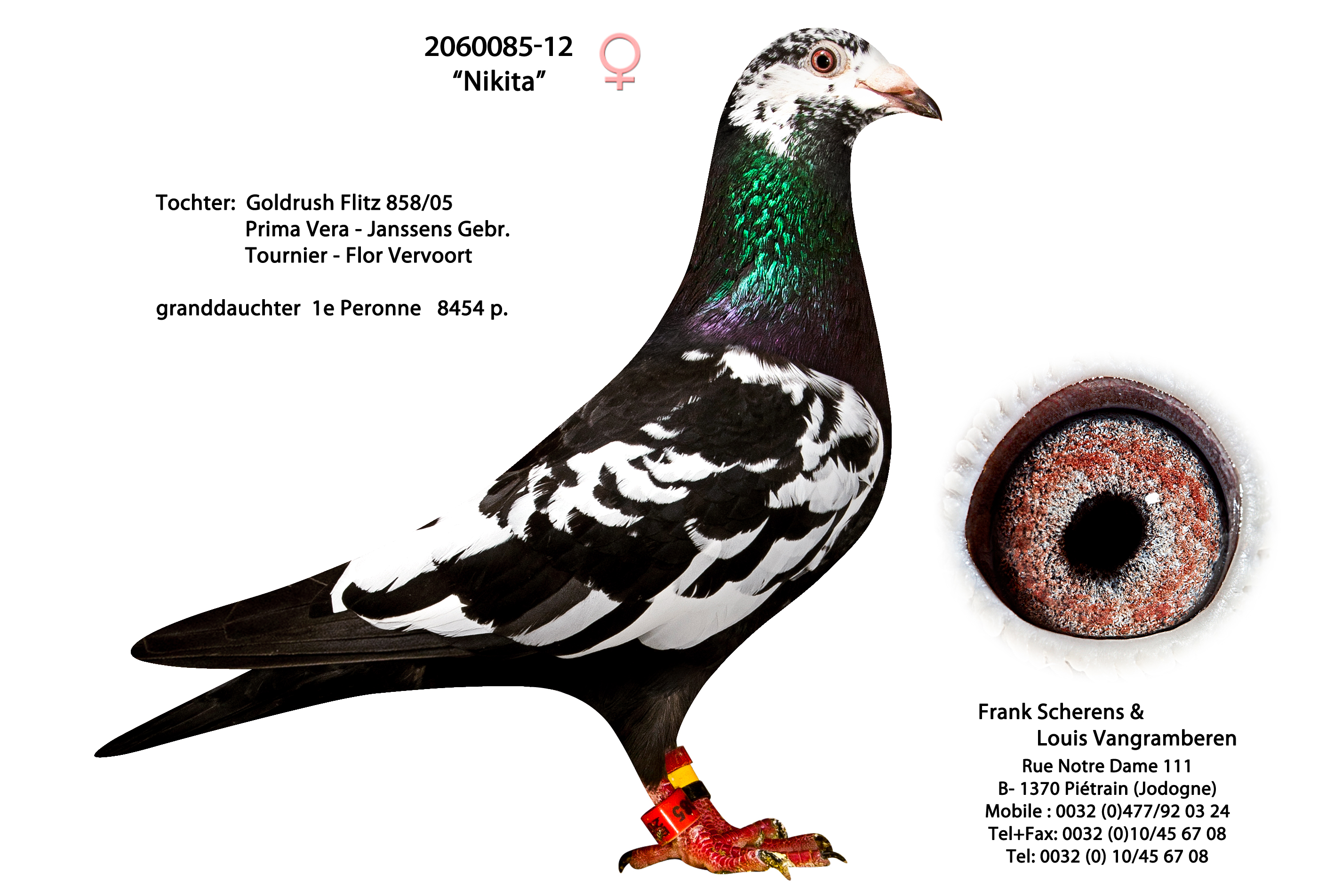 Predrag Konic Part 2
