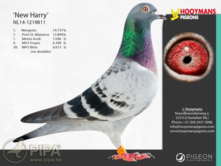 Predrag Konic Part 2